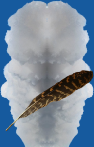 steam and feather image 2